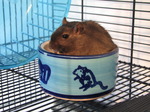 SX05971 Hendrix the Gerbil sitting in food bowl.jpg